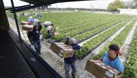 Florida farmers can thank Trump for the severe labor shortage
