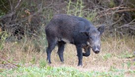 Wild pigs' guts are turning blue in California