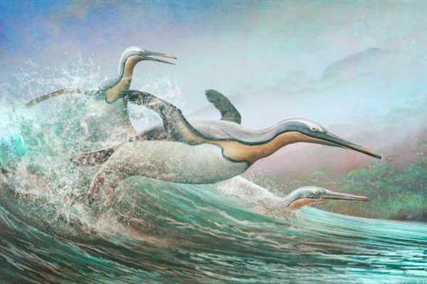 Early penguins may have used dagger-like beaks to skewer prey