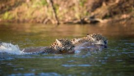 Jaguar breaks records by swimming at least 1.3 kilometres